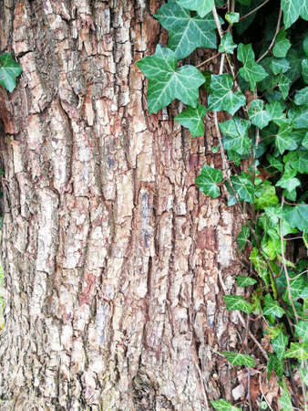 Soft green ivy and rough surface of the tree, the contrast of color and texture, a natural and magical background.の写真素材