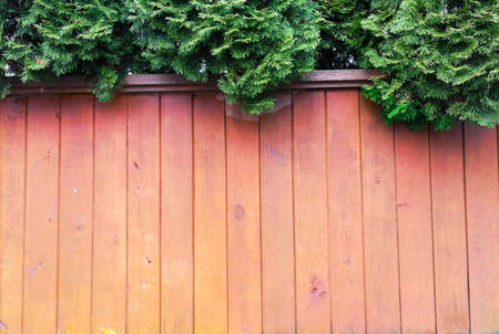 Evergreen cypress trees and a red wooden fence form a natural and unique backgroundの写真素材