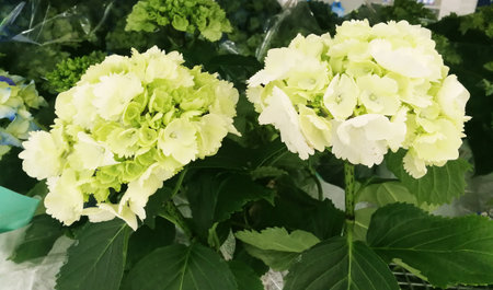 light green hydrangea in full bloom