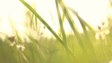 Outdoor grassの写真素材