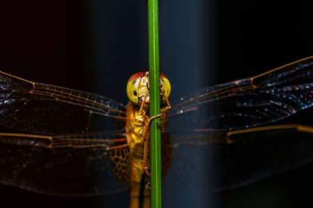 Macro, dragonfly, tree grass, black background