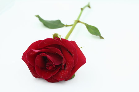 Red rose and water drops.の写真素材