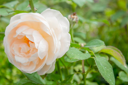 Garden rose in bloom close-up on a blurred background. Yellow or white rose blooms on a bush in summer. 
A rose flower blooms in a garden park. Blooming flower in the summer gardenの写真素材