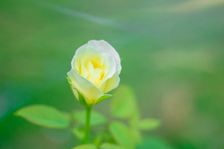 Delicate Yellow Rosebud in Soft Green Light. Garden rose in bloom close-up on a blurred background. 
Yellow or white rose blooms on a bush in summer.の写真素材