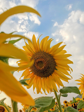 Vibrant Sunflower in a Golden Field Under a Blue Sky. Sunflower in the summer field.の写真素材