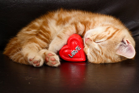 Adorable Orange Tabby Kitten Sleeping Peacefully with a Red Love Heart. Orange fluffy cat asleep hugging 
soft plush heart toy.の写真素材