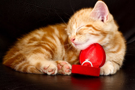 Adorable Orange Tabby Kitten Sleeping Peacefully with a Diamond Engagement Ring. Cat and diamond ring.の写真素材