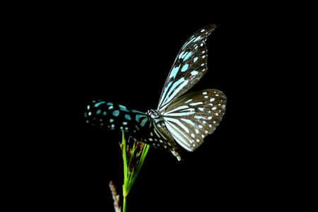 Blue and White Butterfly Perched on a Dark Background.Blue and Black Spotted Butterfly on a Plant.の写真素材