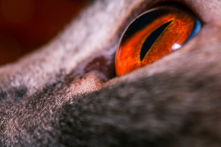 Intense Orange Cat Eye Close-up.
Piercing Amber Cat Eyes. Yellow-eyed macro cat's eye,Scottish Fold.