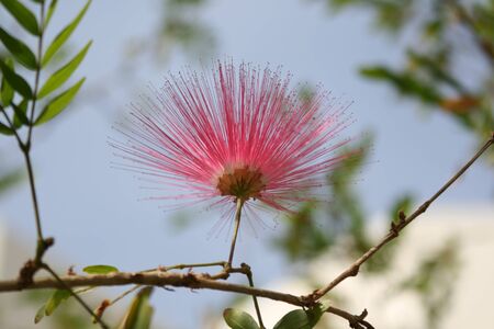 flowerの写真素材