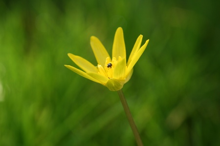 Yellow flower with beatleの写真素材