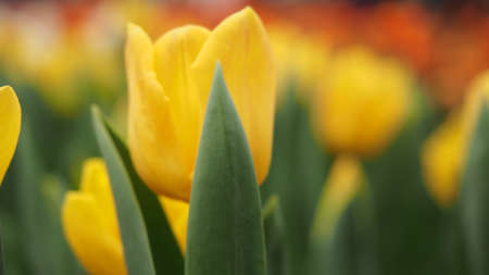 yellow tulip close upの写真素材