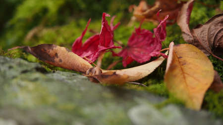 colourful fallen leaves