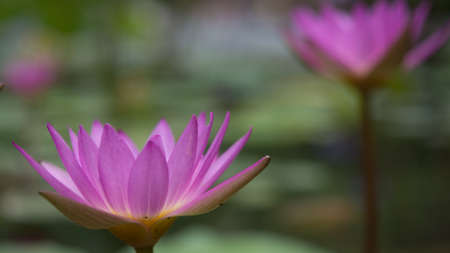 purple lotus water lilyの写真素材