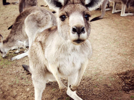Curious Kangaroo in Australia                   の写真素材