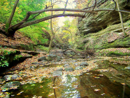 Tree bridged over creek in forest