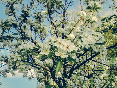 Cherry treeの写真素材