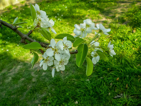 Cherry Blossomの写真素材