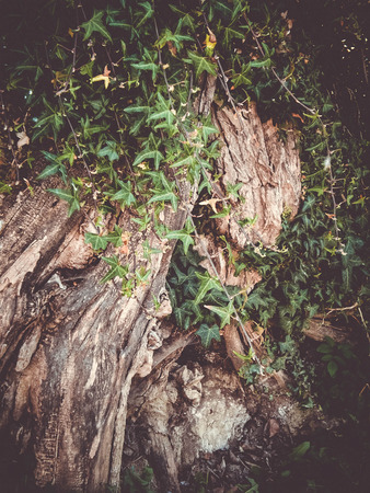 Ivy on an old logの写真素材