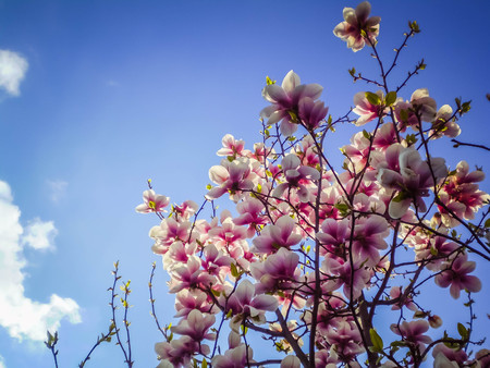 Magnolia in Bright Sunshineの写真素材