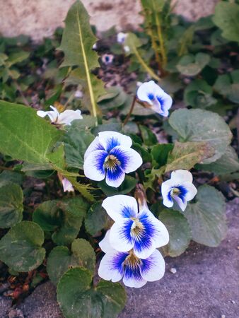 Violasの写真素材