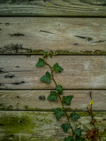 Ivy growing on old wooden boardsの写真素材