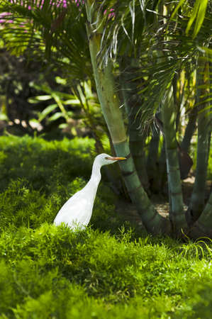 Egret in Hawaii-Maui,Kiheiの写真素材
