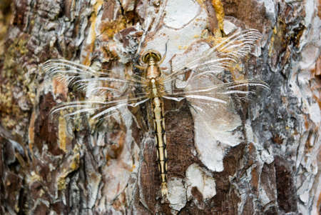 Dragonfly full-length sitting on the tree barkの写真素材