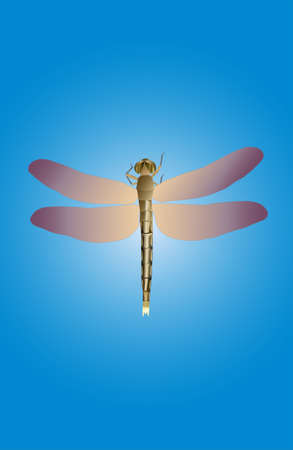 The picture at full size dragonfly on a blue backgroundのイラスト素材