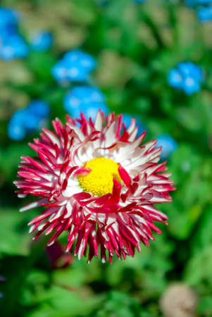 Chrysanthemum flower on a green backgroundの写真素材