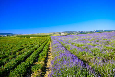 Photo is divided in half a field of lavenderの写真素材