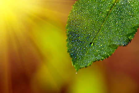 Natural composition. Leaf with drops of dew and rays of the sunの写真素材