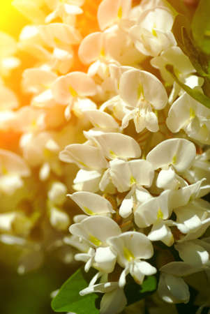 Acacia flowers backlit. Natural composition.の写真素材