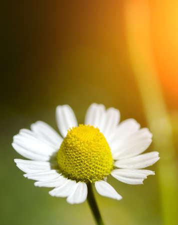 Daisy close up against the bright sunlight. Natural composition.の写真素材