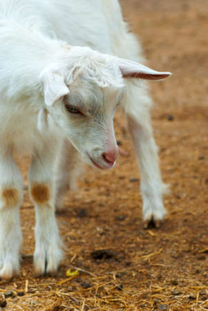 Small white goat on a farmの写真素材