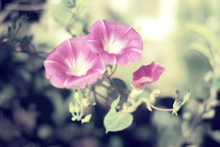 Delicate pink flowers in vintage style
