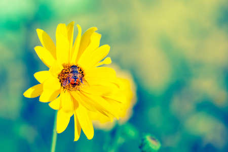 Vintage picture bee on a flowerの写真素材