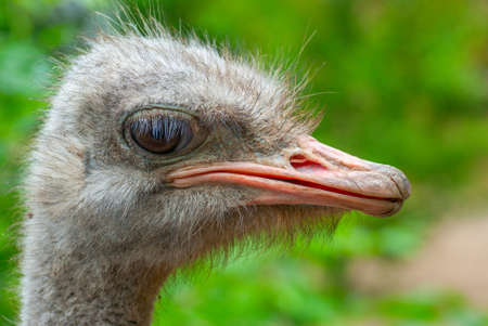 Head of ostrich and a sad sightの写真素材