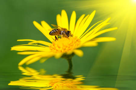Bee on a flower and the sun's raysの写真素材