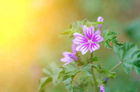 Beautiful purple flower and the sun's rays. Natural compositionの写真素材