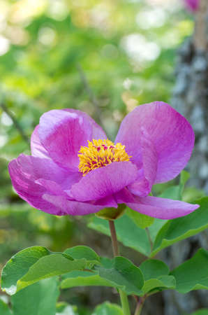 Peony (Paeonia wittmanniana). Blooming peony in the woodsの写真素材