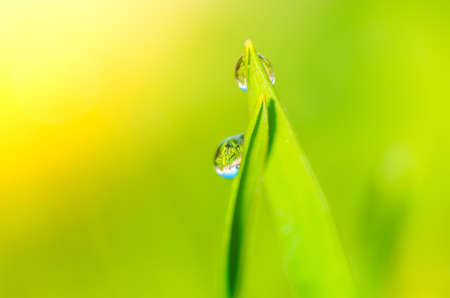 Drops of dew on the grass close up. natural compositionの写真素材