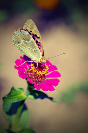 Beautiful butterfly on a flower. vintage styleの写真素材