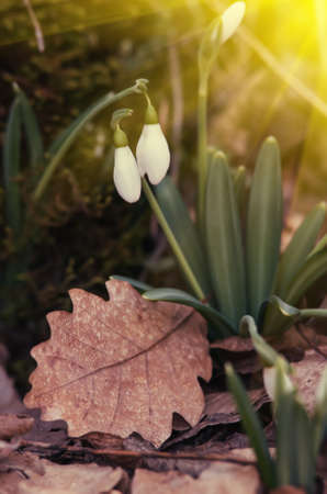 Snowdrop flowers just appeared out of old leaves and sun raysの写真素材