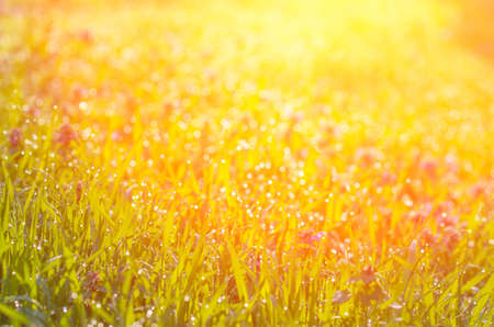 The sun's rays from above and green grass. abstract compositionの写真素材