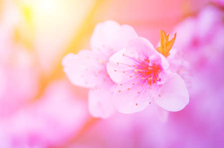 Pale pink peach blossom on a background of the bright sun. natural compositionの写真素材