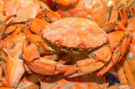 Plate of red boiled crabs Mediterranean. Crabs on a plate entirely. Natural compositionの写真素材