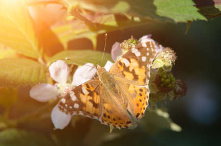 A brown butterfly drinks blackberry nectar against the backdrop of sun rays. Butterfly natural...