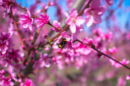 The bumblebee sits on a peach flower on a sunny warm spring evening. Natural composition