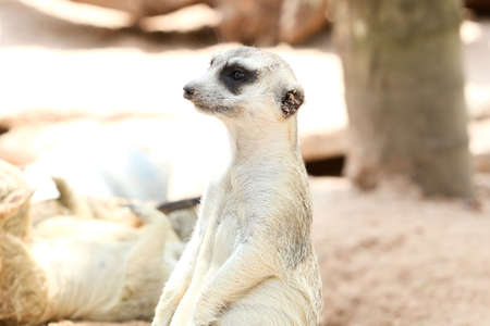 Meerkat 
